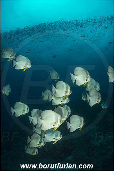 Raja Ampat, Papua, Indonesia, Platax teira, Platax, Ephippidae, Longfin Batfish, Batfish, Fish, Fish school, Reef