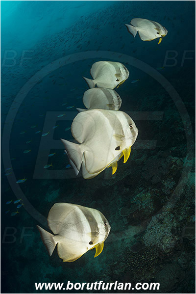 Raja Ampat, Papua, Indonesia, Platax teira, Platax, Ephippidae, Longfin Batfish, Batfish, Fish, Fish school, Reef