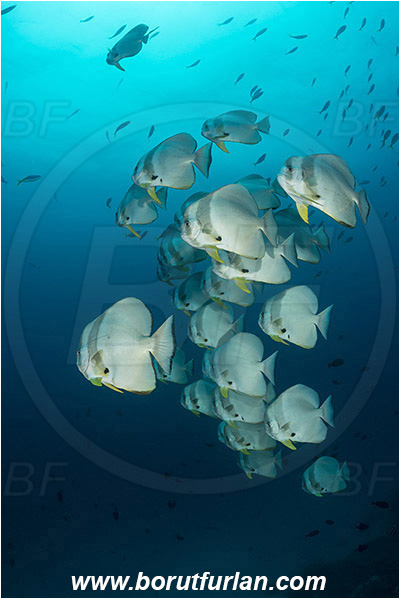 Raja Ampat, Papua, Indonesia, Platax teira, Platax, Ephippidae, Longfin Batfish, Batfish, Fish, Fish school