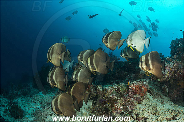 Raja Ampat, Papua, Indonesia, Platax teira, Platax, Ephippidae, Longfin Batfish, Batfish, Fish, Fish school, Reef