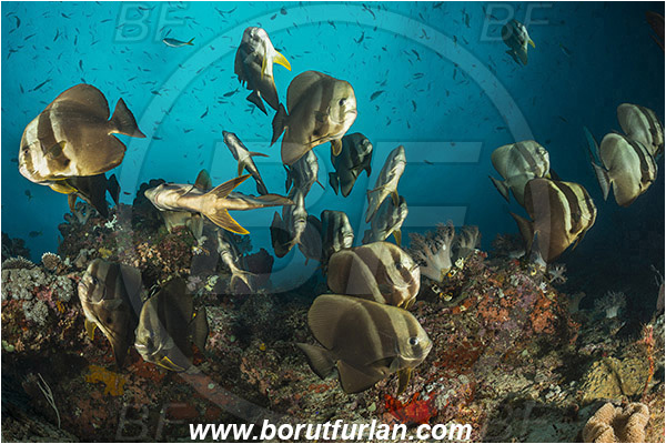 Raja Ampat, Papua, Indonesia, Platax teira, Platax, Ephippidae, Longfin Batfish, Batfish, Fish, Fish school, Reef