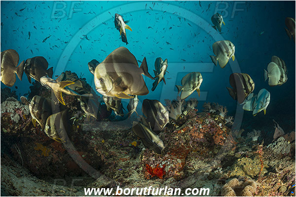 Raja Ampat, Papua, Indonesia, Platax teira, Platax, Ephippidae, Longfin Batfish, Batfish, Fish, Fish school, Reef