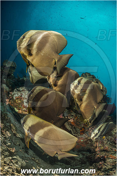 Raja Ampat, Papua, Indonesia, Platax teira, Platax, Ephippidae, Longfin Batfish, Batfish, Fish, Fish school, Reef