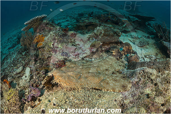 Raja Ampat, Papua, Indonesia, Eucrossorhinus dasypogon, Eucrossorhinus, Orectolobidae, Elasmobranchii, Tasselled wobbegong, Shark, Reef, Fish