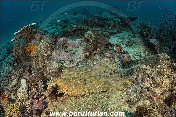Raja Ampat, Papua, Indonesia, Eucrossorhinus dasypogon, Eucrossorhinus, Orectolobidae, Elasmobranchii, Tasselled wobbegong, Shark, Reef, Fish