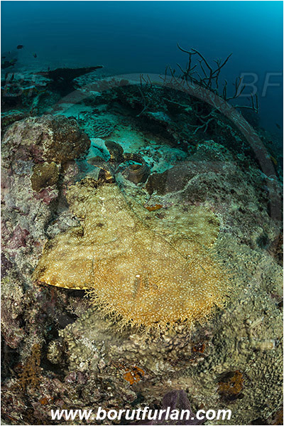 Raja Ampat, Papua, Indonesia, Eucrossorhinus dasypogon, Eucrossorhinus, Orectolobidae, Elasmobranchii, Tasselled wobbegong, Shark, Reef, Fish