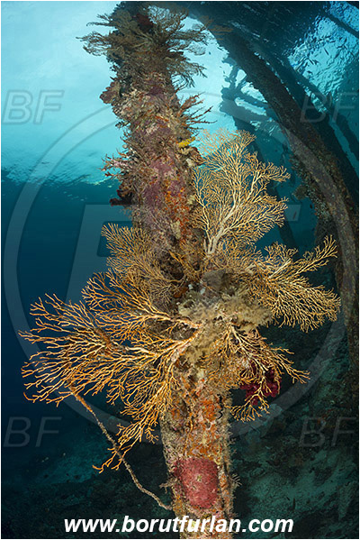 Raja Ampat, Papua, Indonesia, Acabaria sp., Acabaria, Melithaeidae, Sea fan, Anthozoa, Cnidaria, Cnidarian, Pier, Wooden pilla
