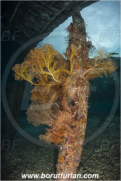 Raja Ampat, Papua, Indonesia, Acabaria sp., Acabaria, Melithaeidae, Sea fan, Anthozoa, Cnidaria, Cnidarian, Pier, Wooden pilla