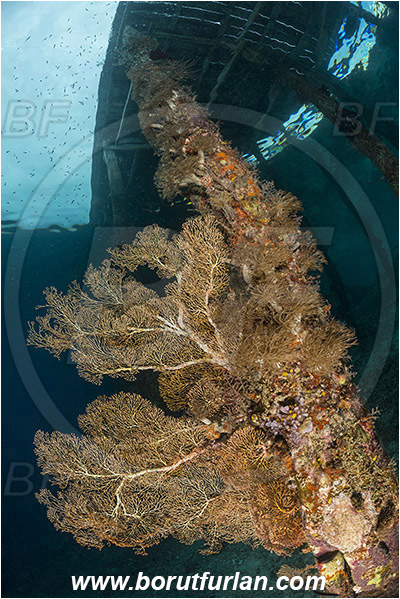 Raja Ampat, Papua, Indonesia, Acabaria sp., Acabaria, Melithaeidae, Sea fan, Anthozoa, Cnidaria, Cnidarian, Pier, Wooden pillar