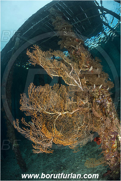 Raja Ampat, Papua, Indonesia, Acabaria sp., Acabaria, Melithaeidae, Sea fan, Anthozoa, Cnidaria, Cnidarian, Pier, Wooden pillar