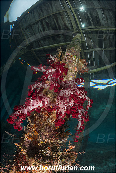 Raja Ampat, Papua, Indonesia, Dendronephthya sp., Dendronephthya, Nephtheidae, Soft coral, Coral, Anthozoa, Cnidaria, Cnidarian, Pier, Wooden pillar