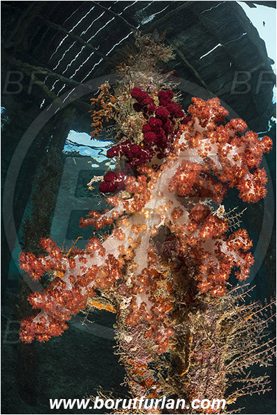 Raja Ampat, Papua, Indonesia, Dendronephthya sp., Dendronephthya, Nephtheidae, Soft coral, Coral, Anthozoa, Cnidaria, Cnidarian, Pier, Wooden pillar