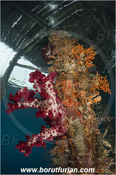 Raja Ampat, Papua, Indonesia, Dendronephthya sp., Dendronephthya, Nephtheidae, Soft coral, Coral, Anthozoa, Cnidaria, Cnidarian, Pier, Wooden pillar