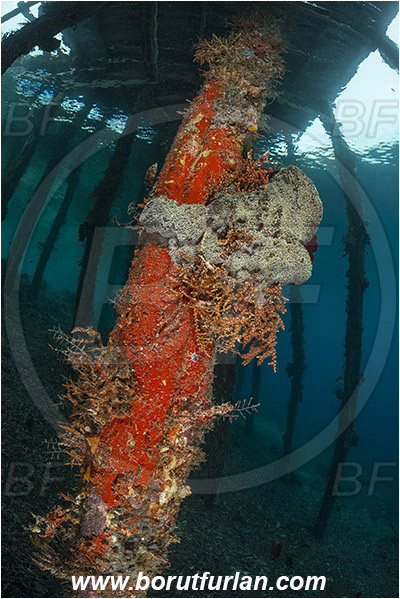 Raja Ampat, Papua, Indonesia, Pier, Wooden pillar