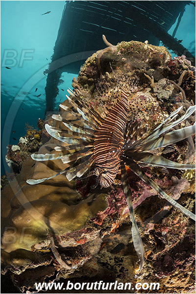 Raja Ampat, Papua, Indonesia, Pier, Wooden pillar, Pterois volitans, Pterois, Scorpaenidae, Red lionfish, Lionfish, Fish