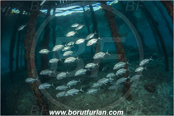 Raja Ampat, Papua, Indonesia, Pier, Wooden pillar, Caranx sexfasciatus, Caranx, Carangidae, Bigeye trevally, Trevally, Fish, Fish school