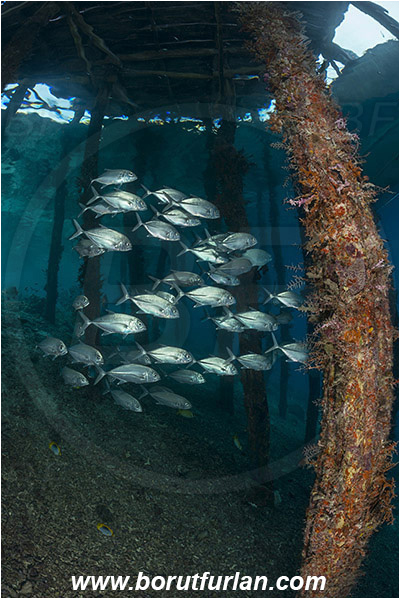 Raja Ampat, Papua, Indonesia, Pier, Wooden pillar, Caranx sexfasciatus, Caranx, Carangidae, Bigeye trevally, Trevally, Fish, Fish school