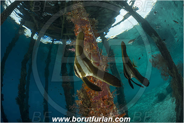 Raja Ampat, Papua, Indonesia, Pier, Wooden pillar, Platax sp., Platax, Ephippidae, Batfish, Fish, Juvenile