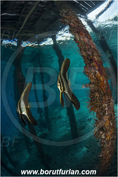 Raja Ampat, Papua, Indonesia, Pier, Wooden pillar, Platax sp., Platax, Ephippidae, Batfish, Fish, Juvenile