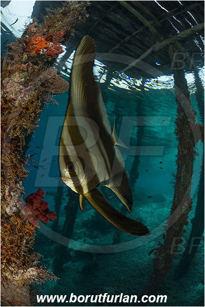 Raja Ampat, Papua, Indonesia, Pier, Wooden pillar, Platax sp., Platax, Ephippidae, Batfish, Fish, Juvenile