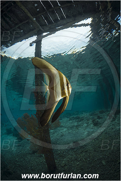 Raja Ampat, Papua, Indonesia, Pier, Wooden pillar, Platax sp., Platax, Ephippidae, Batfish, Fish, Juvenile