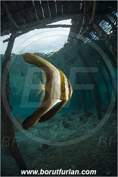 Raja Ampat, Papua, Indonesia, Pier, Wooden pillar, Platax sp., Platax, Ephippidae, Batfish, Fish, Juvenile