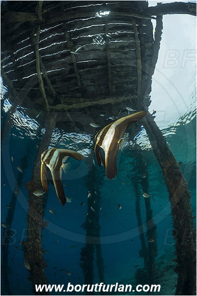 Raja Ampat, Papua, Indonesia, Pier, Wooden pillar, Platax sp., Platax, Ephippidae, Batfish, Fish, Juvenile