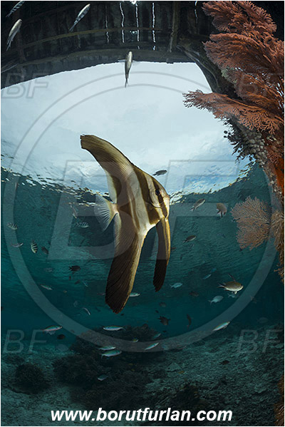 Raja Ampat, Papua, Indonesia, Pier, Wooden pillar, Platax sp., Platax, Ephippidae, Batfish, Fish, Juvenile