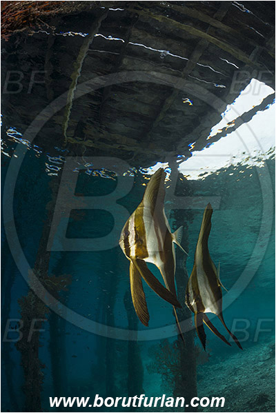 Raja Ampat, Papua, Indonesia, Pier, Wooden pillar, Platax sp., Platax, Ephippidae, Batfish, Fish, Juvenile