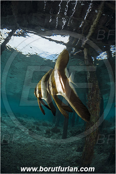 Raja Ampat, Papua, Indonesia, Pier, Wooden pillar, Platax sp., Platax, Ephippidae, Batfish, Fish, Juvenile