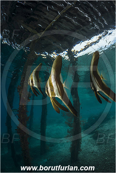 Raja Ampat, Papua, Indonesia, Pier, Wooden pillar, Platax sp., Platax, Ephippidae, Batfish, Fish, Juvenile