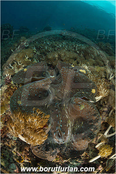 Raja Ampat, Papua, Indonesia, Tridacna gigas, Tridacna, Cardiidae, Bivalvia, Mollusca, Mollusc, Giant clam, Shell, Reef