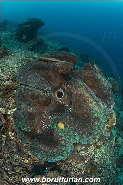 Raja Ampat, Papua, Indonesia, Tridacna gigas, Tridacna, Cardiidae, Bivalvia, Mollusca, Mollusc, Giant clam, Shell, Reef