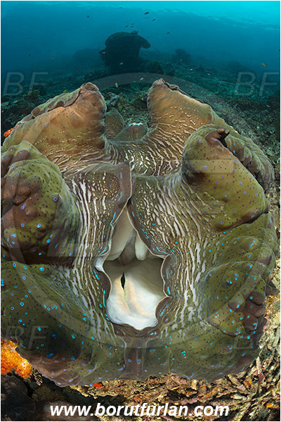 Raja Ampat, Papua, Indonesia, Tridacna gigas, Tridacna, Cardiidae, Bivalvia, Mollusca, Mollusc, Giant clam, Shell, Reef