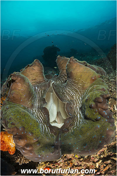 Raja Ampat, Papua, Indonesia, Tridacna gigas, Tridacna, Cardiidae, Bivalvia, Mollusca, Mollusc, Giant clam, Shell, Reef
