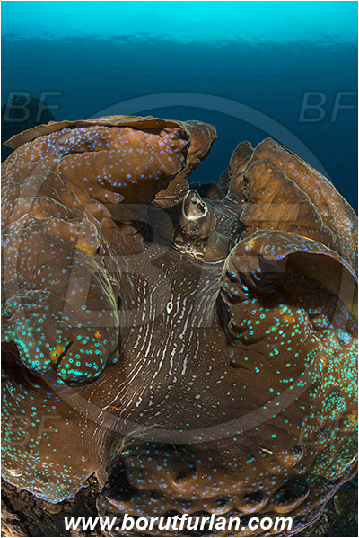 Raja Ampat, Papua, Indonesia, Tridacna gigas, Tridacna, Cardiidae, Bivalvia, Mollusca, Mollusc, Giant clam, Shell, Abstract