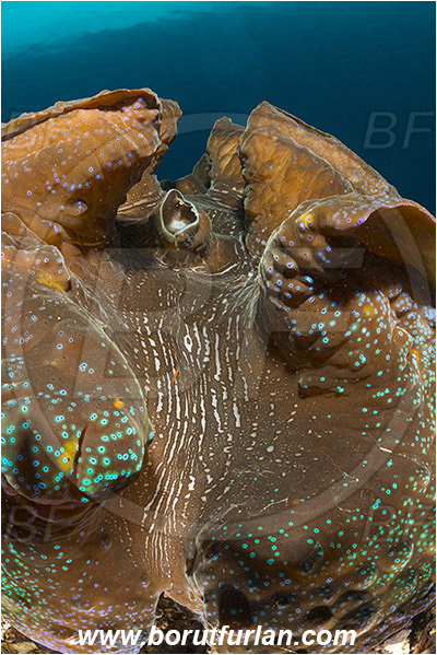 Raja Ampat, Papua, Indonesia, Tridacna gigas, Tridacna, Cardiidae, Bivalvia, Mollusca, Mollusc, Giant clam, Shell, Abstract
