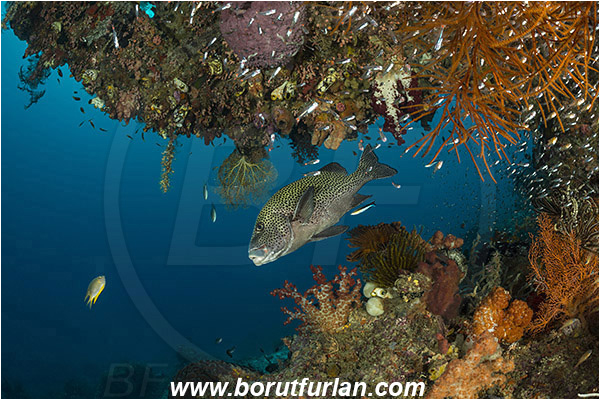Raja Ampat, Papua, Indonesia, Plectorhinchus chaetodonoides, Plectorhinchus, Haemulidae, Harlequin sweetlips, Sweetlips, Fish, Reef