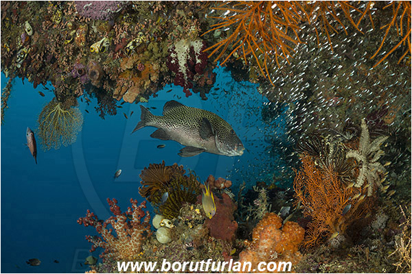 Raja Ampat, Papua, Indonesia, Plectorhinchus chaetodonoides, Plectorhinchus, Haemulidae, Harlequin sweetlips, Sweetlips, Fish, Reef, Fish school