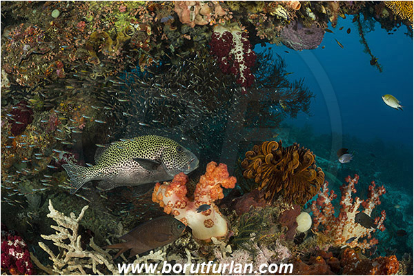 Raja Ampat, Papua, Indonesia, Plectorhinchus chaetodonoides, Plectorhinchus, Haemulidae, Harlequin sweetlips, Sweetlips, Fish, Reef