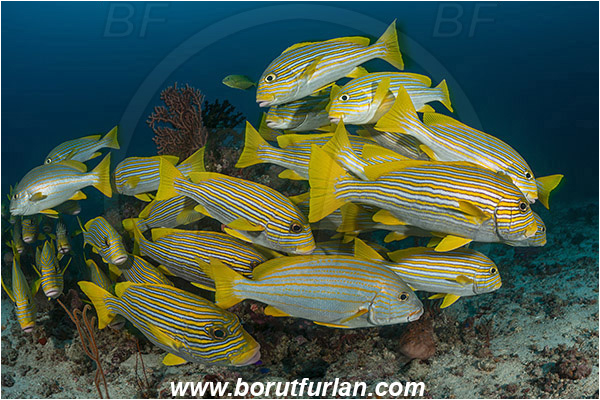 Raja Ampat, Papua, Indonesia, Plectorhinchus polytaenia, Plectorhinchus chrysotaenia, Plectorhinchus, Haemulidae, Ribboned sweetlips, Yellow-ribbon sweetlips, Yellow-striped sweetlips, Sweetlips, Fish, Fish school, Reef