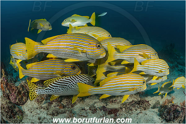 Raja Ampat, Papua, Indonesia, Plectorhinchus polytaenia, Plectorhinchus, Haemulidae, Ribboned sweetlips, Yellow-ribbon sweetlips, Sweetlips, Fish, Fish school, Reef