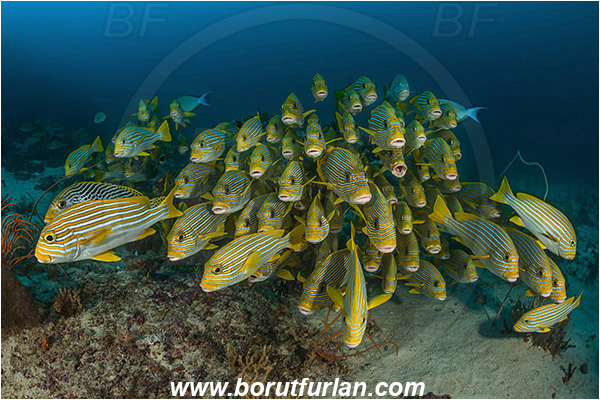 Raja Ampat, Papua, Indonesia, Plectorhinchus polytaenia, Plectorhinchus, Haemulidae, Ribboned sweetlips, Yellow-ribbon sweetlips, Sweetlips, Fish, Fish school, Reef