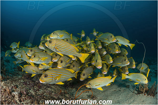 Raja Ampat, Papua, Indonesia, Plectorhinchus polytaenia, Plectorhinchus, Haemulidae, Ribboned sweetlips, Yellow-ribbon sweetlips, Sweetlips, Fish, Fish school, Reef