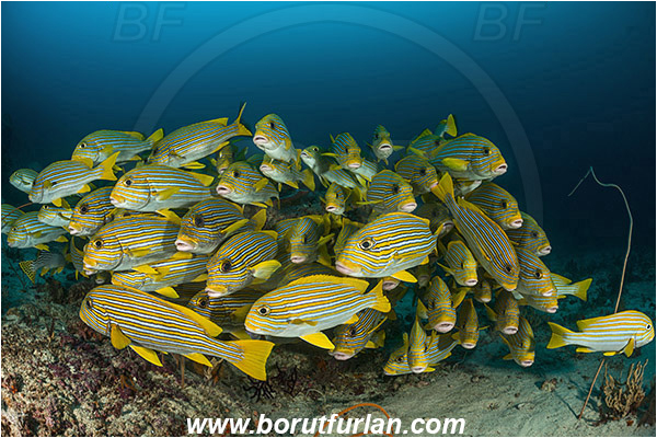 Raja Ampat, Papua, Indonesia, Plectorhinchus polytaenia, Plectorhinchus, Haemulidae, Ribboned sweetlips, Yellow-ribbon sweetlips, Sweetlips, Fish, Fish school, Reef