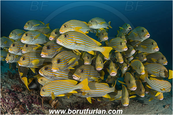 Raja Ampat, Papua, Indonesia, Plectorhinchus polytaenia, Plectorhinchus, Haemulidae, Ribboned sweetlips, Yellow-ribbon sweetlips, Sweetlips, Fish, Fish school, Reef