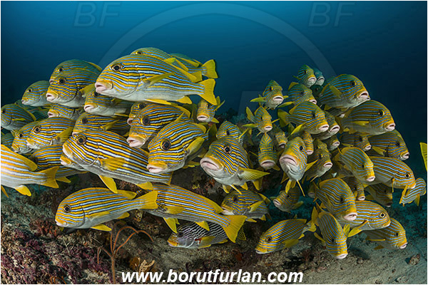 Raja Ampat, Papua, Indonesia, Plectorhinchus polytaenia, Plectorhinchus, Haemulidae, Ribboned sweetlips, Yellow-ribbon sweetlips, Sweetlips, Fish, Fish school, Reef