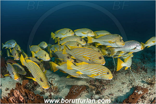 Raja Ampat, Papua, Indonesia, Plectorhinchus polytaenia, Plectorhinchus, Haemulidae, Ribboned sweetlips, Yellow-ribbon sweetlips, Sweetlips, Fish, Fish school, Reef