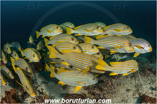 Raja Ampat, Papua, Indonesia, Plectorhinchus polytaenia, Plectorhinchus chrysotaenia, Plectorhinchus, Haemulidae, Ribboned sweetlips, Yellow-ribbon sweetlips, Yellow-striped sweetlips, Sweetlips, Fish, Fish school, Reef