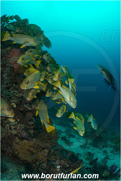 Raja Ampat, Papua, Indonesia, Plectorhinchus polytaenia, Plectorhinchus, Haemulidae, Ribboned sweetlips, Yellow-ribbon sweetlips, Sweetlips, Fish, Fish school, Reef